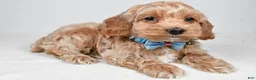 Cockapoo dogs for sale: Preston - Ad 1