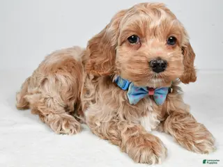 Cockapoo dogs Preston - Ad 7