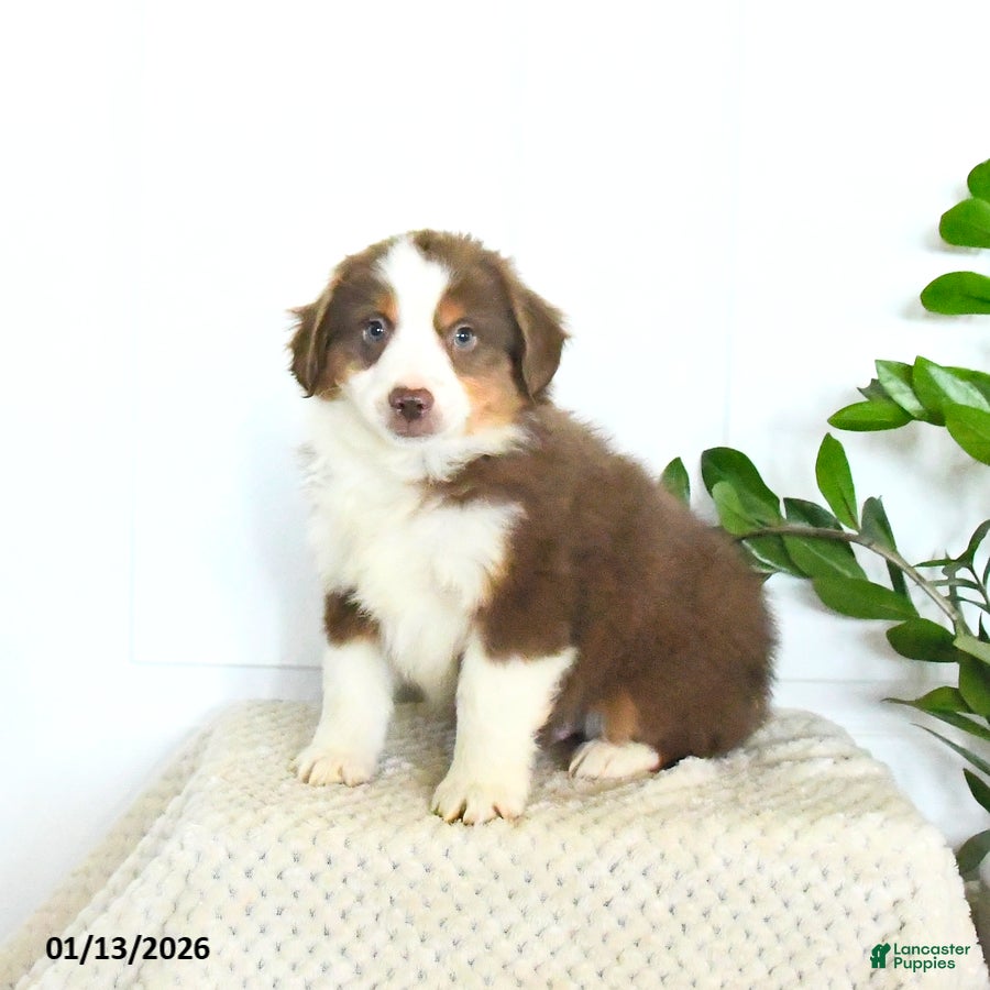 Miniature Australian Shepherd dogs Max - Ad 36