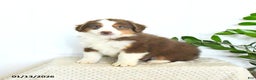 Miniature Australian Shepherd dogs for sale: Max - Ad 1