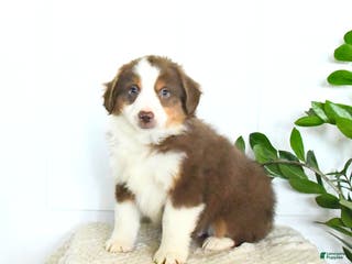 Miniature Australian Shepherd dogs Max - Ad 29