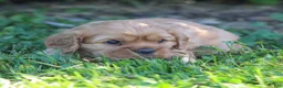 Cavalier King Charles Spaniel dogs for sale: Valerie - Ad 3