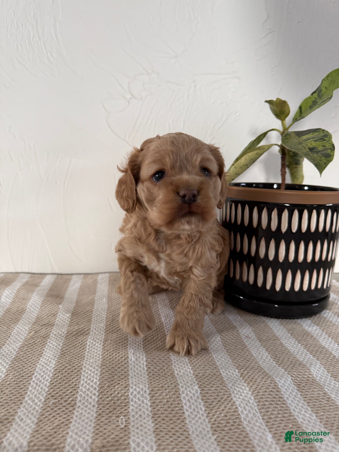 Cocker Spaniel dogs for sale: Daisy - Ad 2