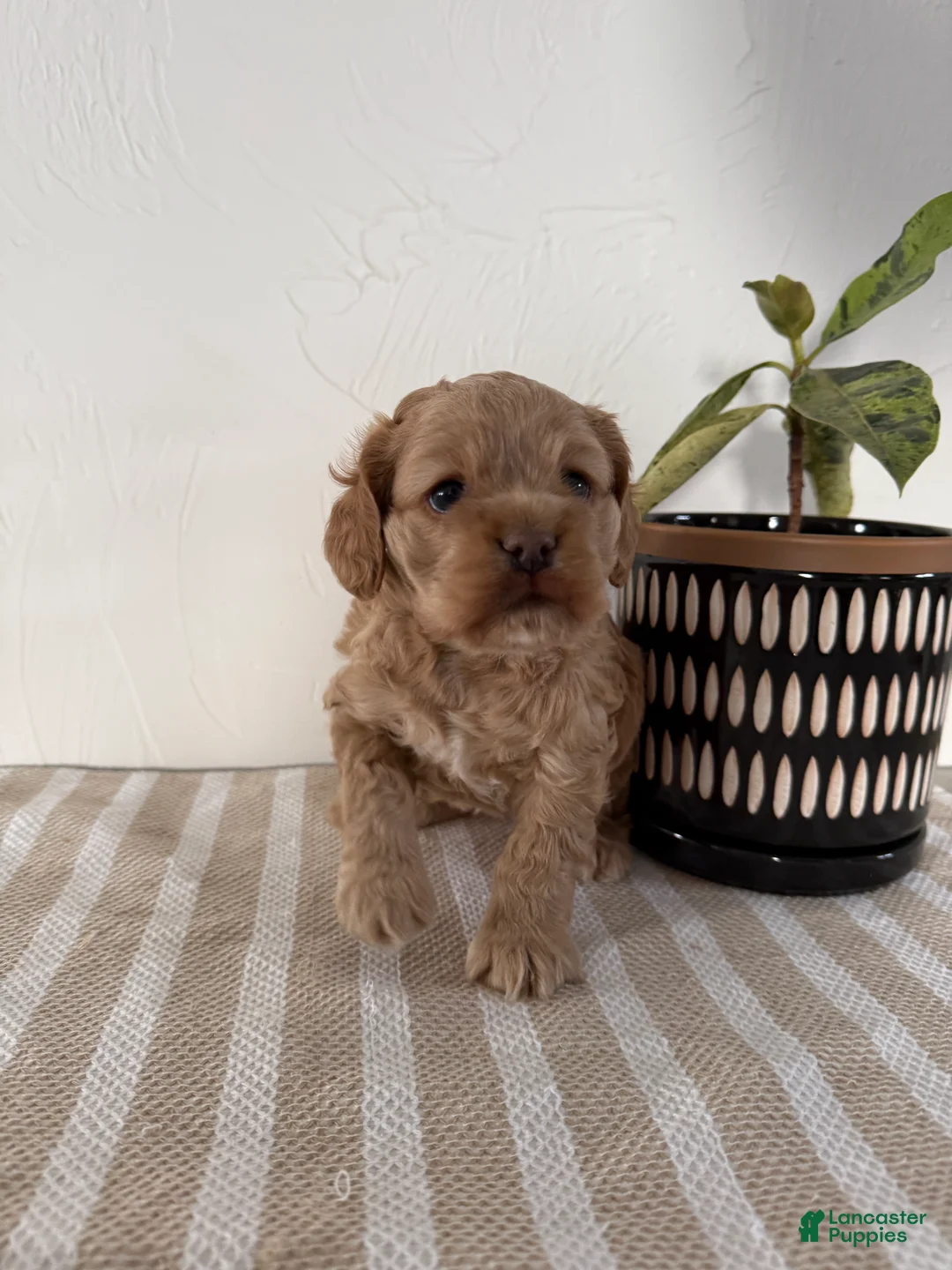 Cocker Spaniel dogs for sale: Daisy - Ad 2