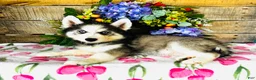 Siberian Husky dogs for sale: Lavender  - Ad 1