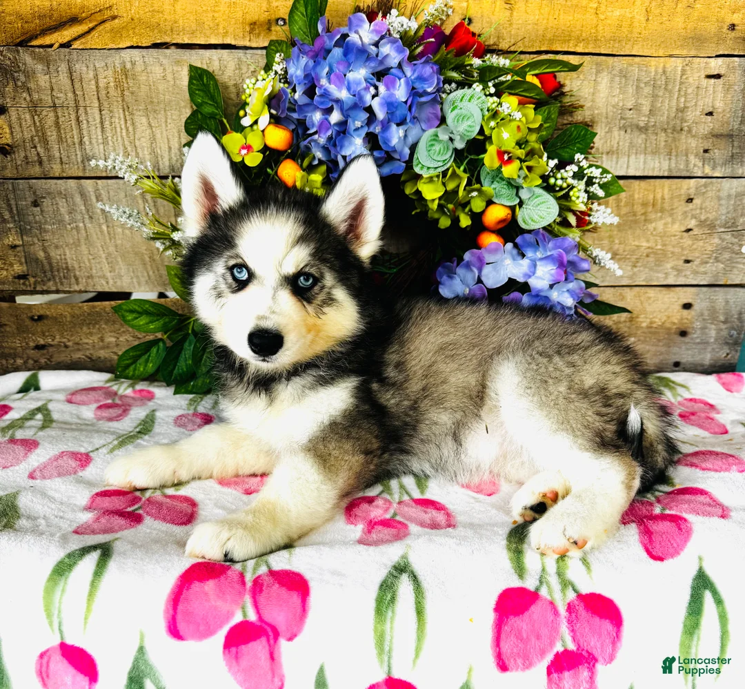 Siberian Husky dogs for sale: Lavender  - Ad 1