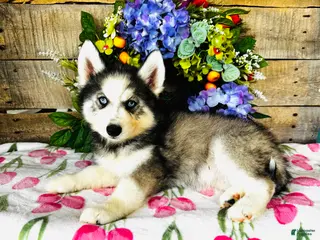 Siberian Husky dogs Lavender - Ad 4