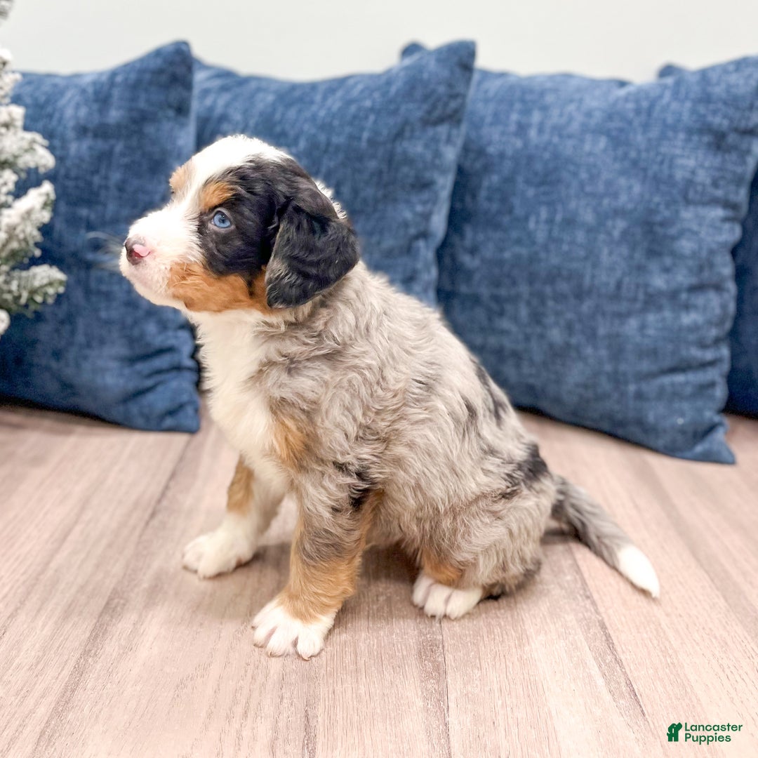 Mini Bernedoodle dogs for sale: Harley - Ad 4