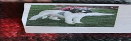 Goldendoodle dogs for sale: Joy - Ad 4