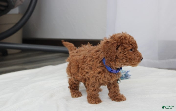 Bichpoo dogs Felix  - Ad 2