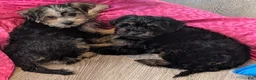 Yorkiepoo dogs for sale: Simon - Ad 2