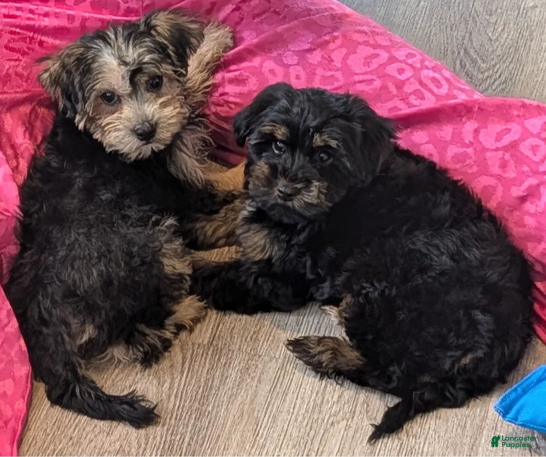 Yorkiepoo dogs for sale: Simon - Ad 2