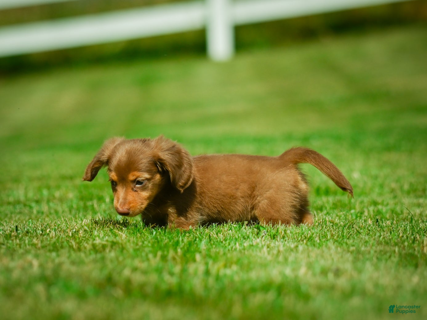 Miniature Dachshund dogs Ezra - Ad 2
