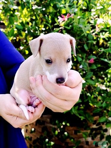 Italian Greyhound dogs Santiago - Ad 2