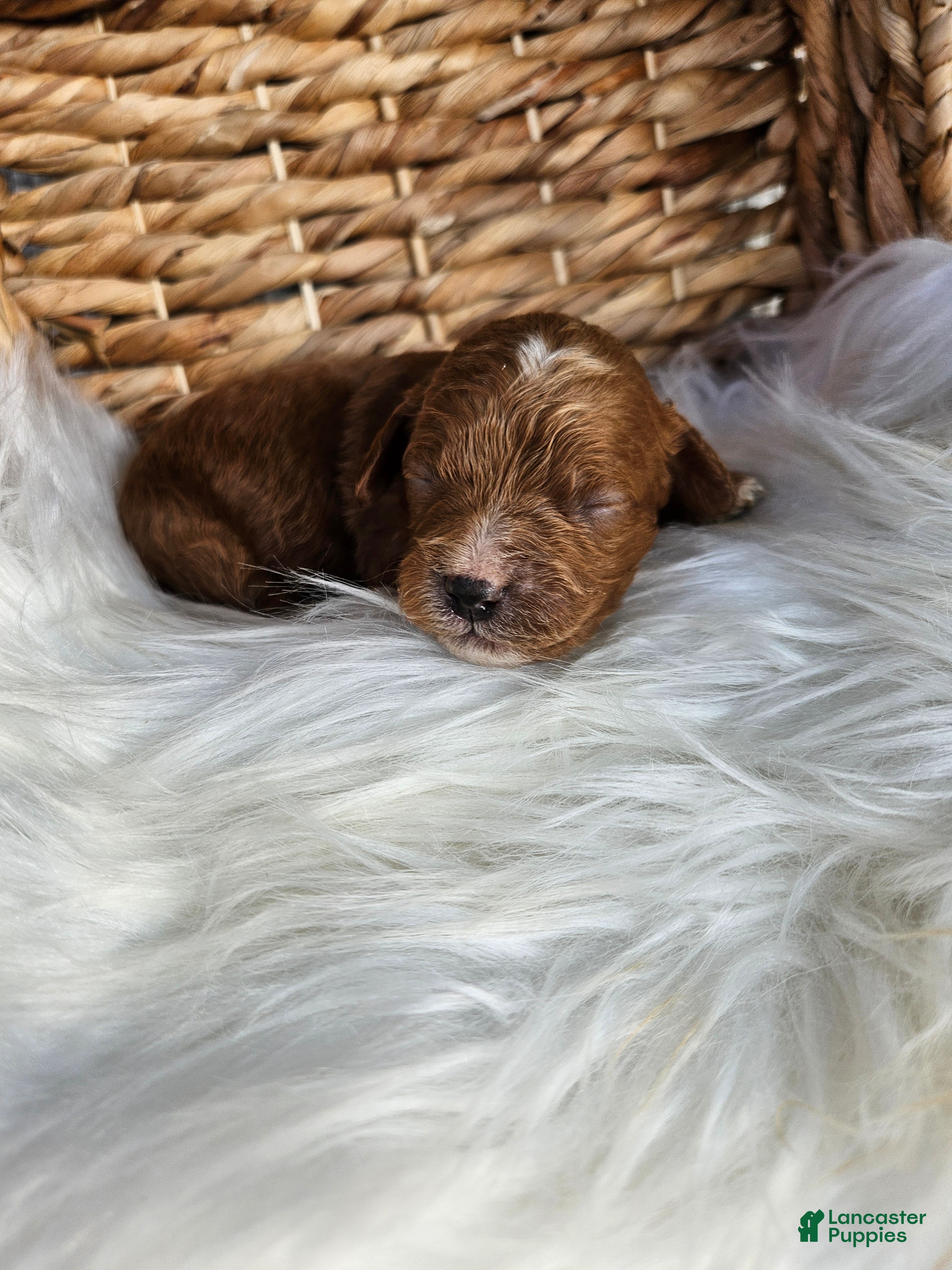 Cavapoo dogs Hattie - Ad 31