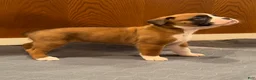 Boxer dogs for sale: Prada - Ad 2