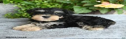 Miniature Schnauzer dogs for sale: Sharon - Ad 4