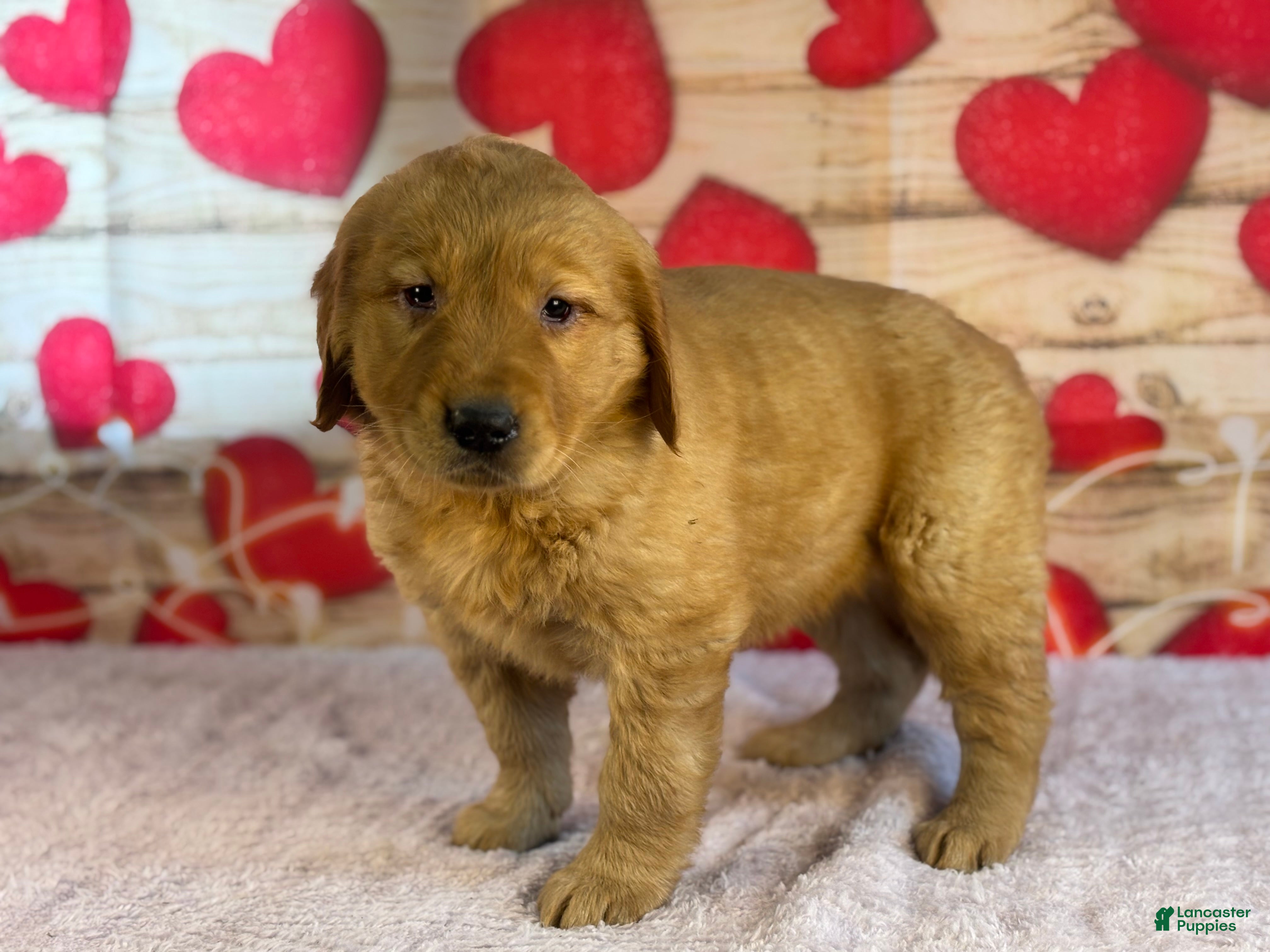 Golden Retriever dogs Jane - Ad 2