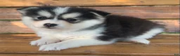 Alaskan Klee Kai dogs for sale: Beautiful Gal~~Charise! - Ad 6