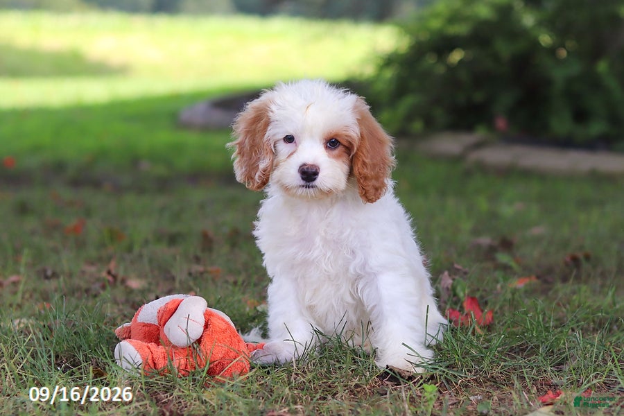 Cavapoochon dogs Harlow - Ad 1