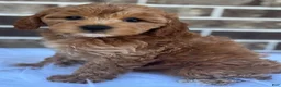 Mini Goldendoodle dogs for sale: Katie - Ad 2