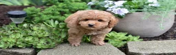 Miniature Poodle dogs for sale: Biscuit - Ad 4