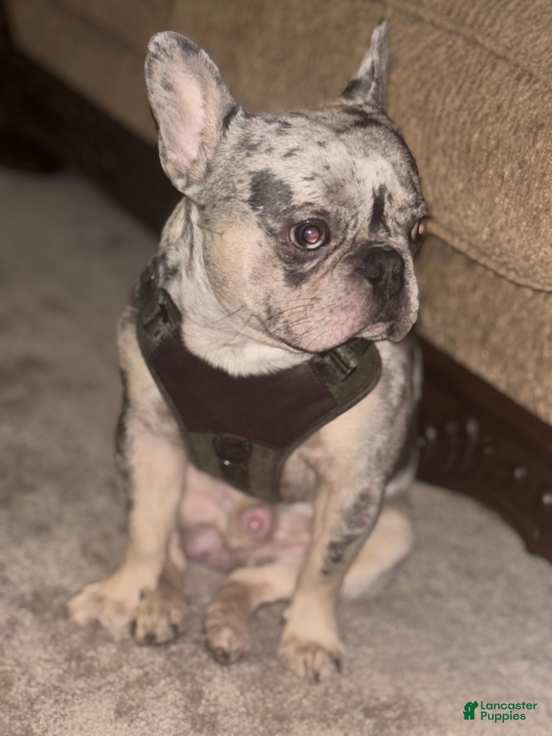 French Bulldog dogs for stud: Percy - Ad 6
