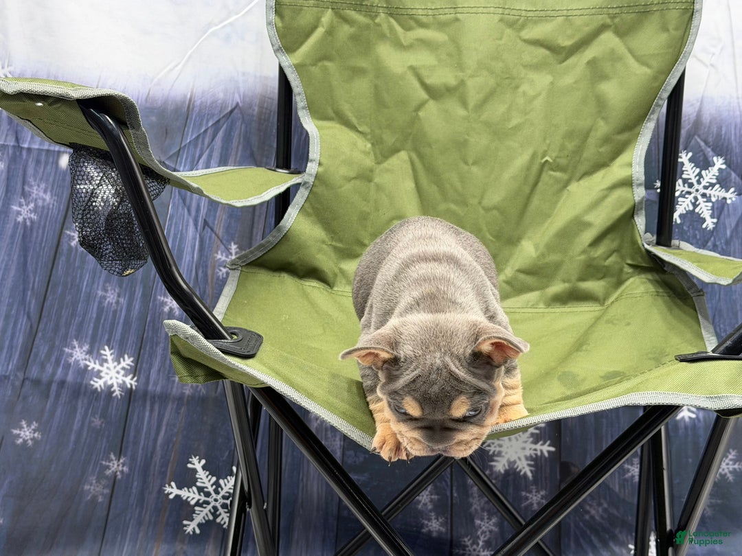 French Bulldog dogs for sale: French Bulldog Puppy 1 - Ad 2