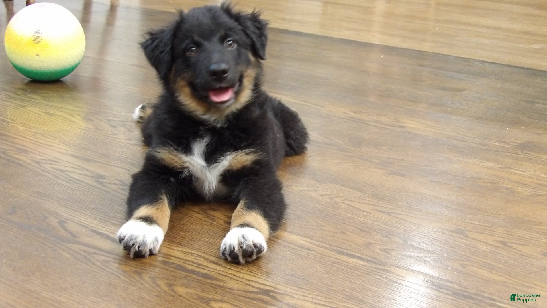 Australian Shepherd dogs Dusty - Ad 2
