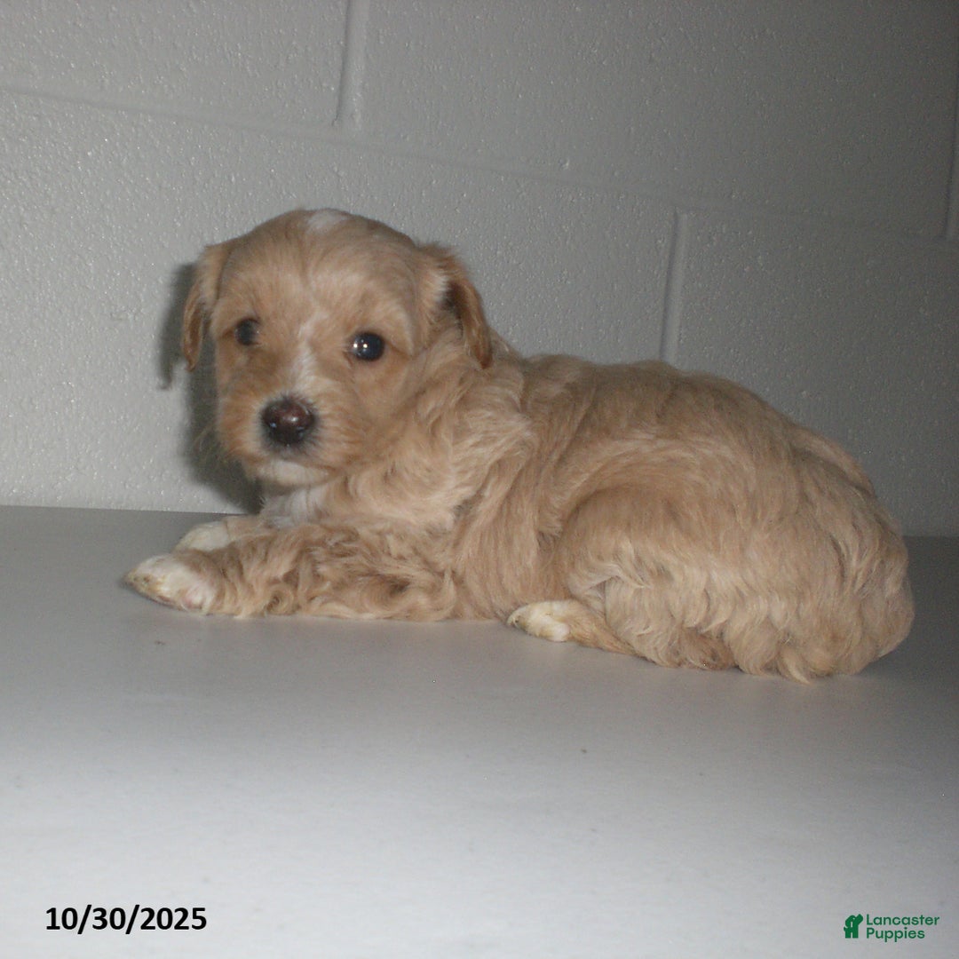 Yorkiepoo dogs for sale: Amber - Ad 18