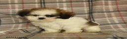 Shih Tzu dogs for sale: Sera - Ad 3