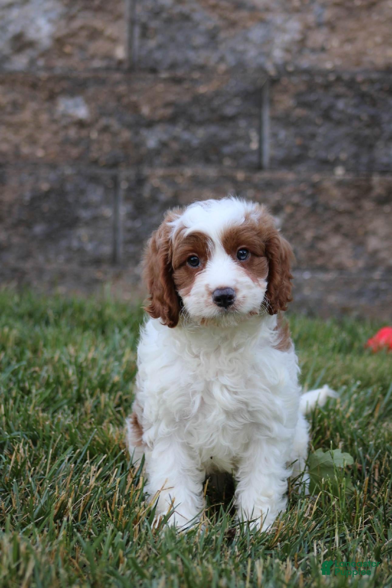 Cavapoo dogs Cody - Ad 1