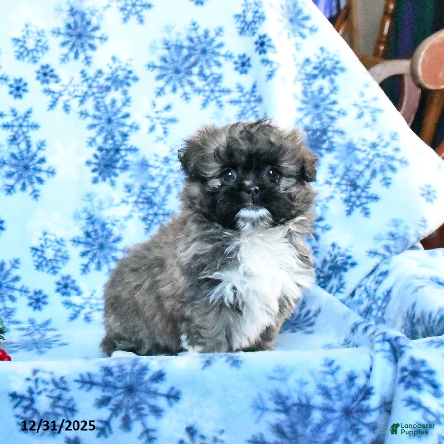 Shih Tzu dogs for sale: Frisky - Ad 2