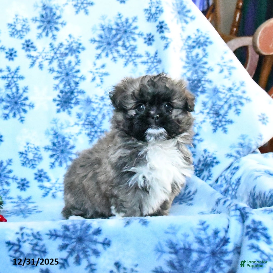 Shih Tzu dogs for sale: Frisky - Ad 1