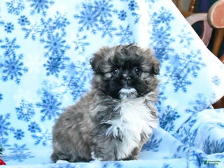 Shih Tzu dogs for sale: Frisky - Ad 2