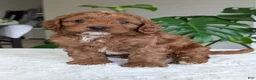 Cavapoo dogs for sale: Myles - Ad 14