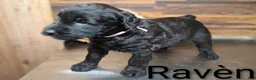 Giant Schnauzer dogs for sale: Ravèn - Ad 2