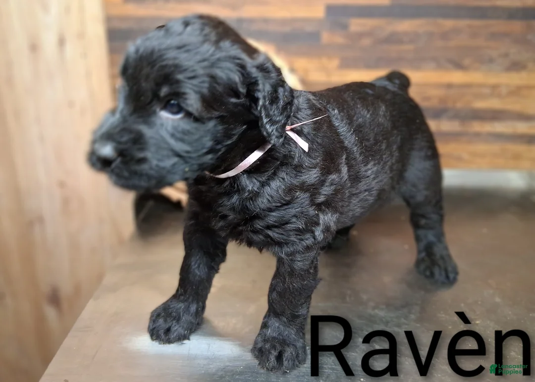 Giant Schnauzer dogs for sale: Ravèn - Ad 2