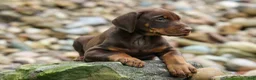 Doberman Pinscher dogs for sale: Gus 🐾 - Ad 2