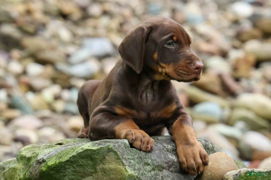 Doberman Pinscher dogs for sale: Gus 🐾 - Ad 2