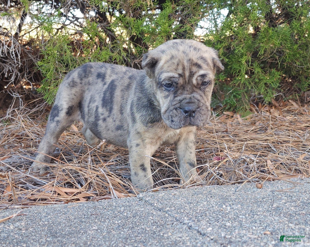 Cane Corso dogs for sale: Patches - Ad 3