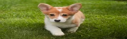 Welsh Corgi Pembroke dogs for sale: Mila Welsh Corgi Pembroke  - Ad 9