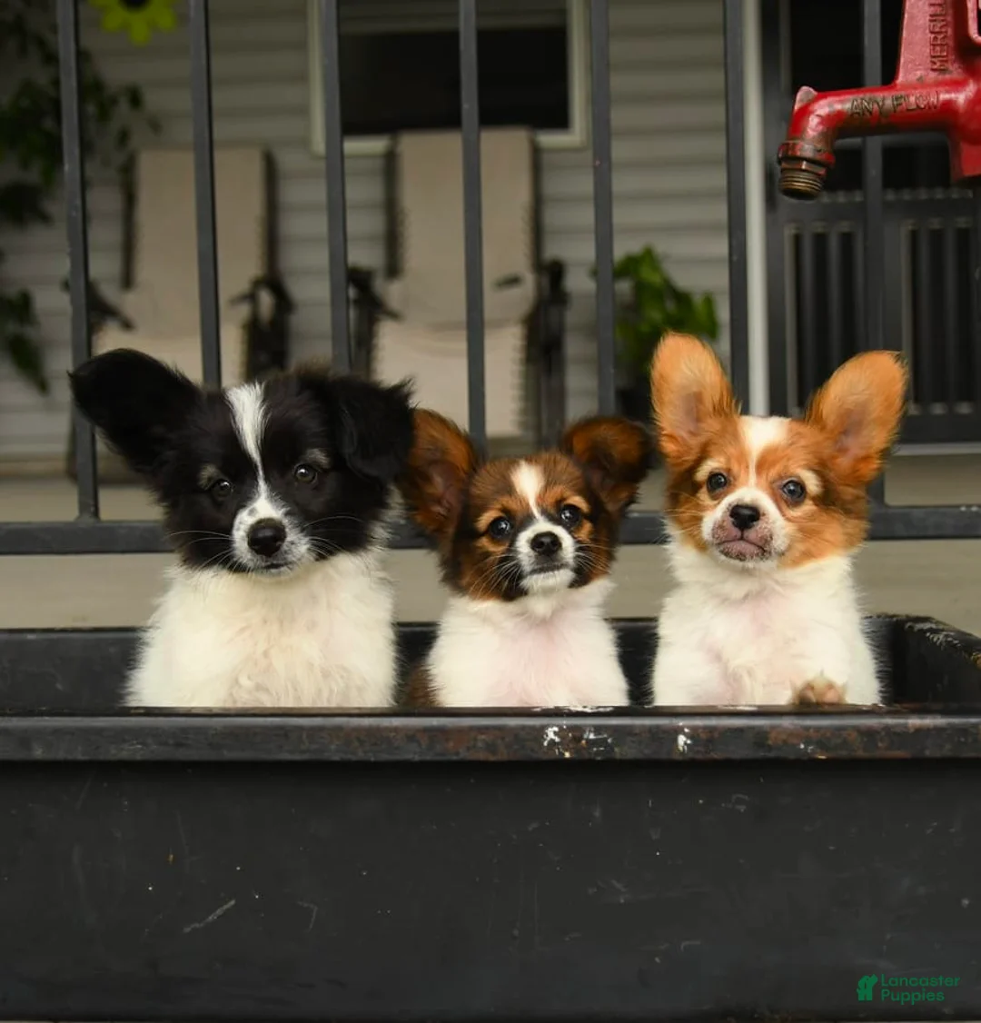 Gallery Image {{count}}