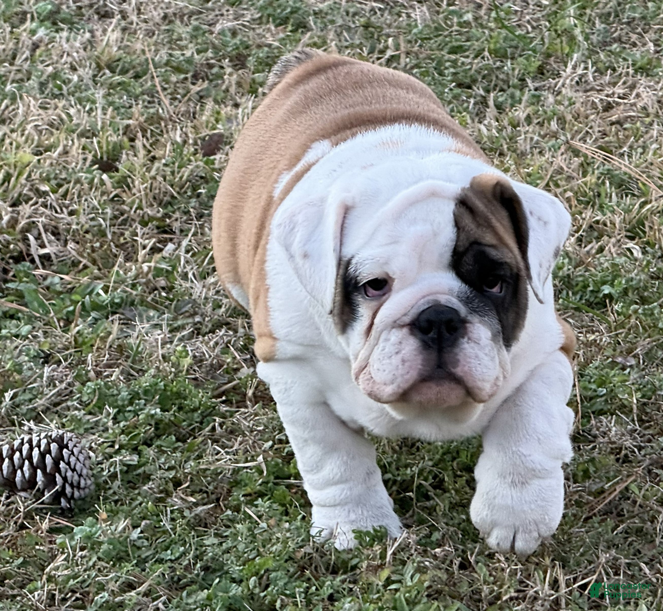 English Bulldog dogs Michelle - Ad 2