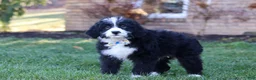Bernedoodle dogs for sale: Jaxon - Ad 5