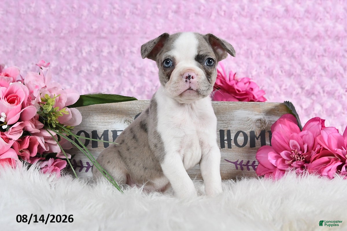 Frenchton dogs Lilla - Ad 1