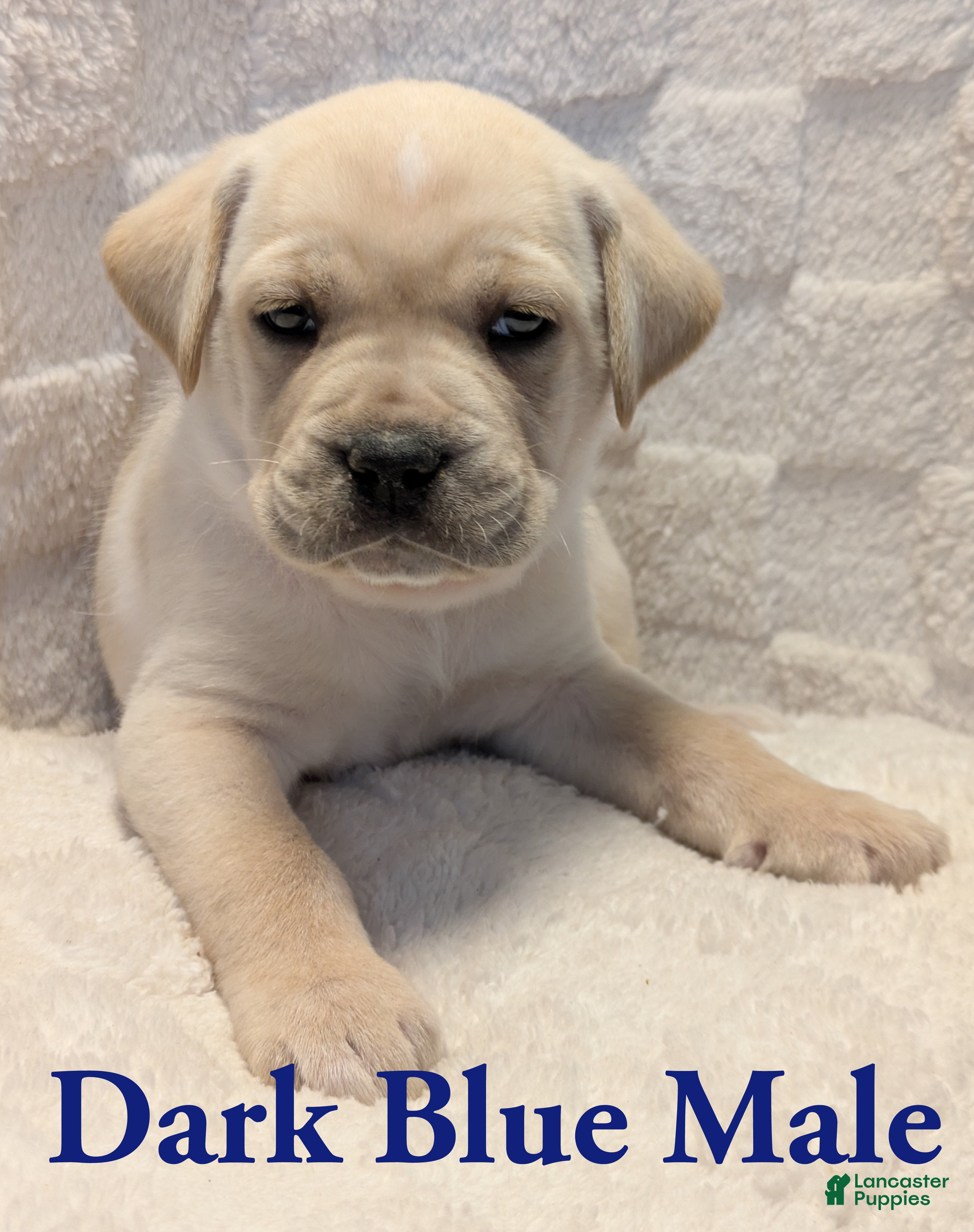 Cane Corso dogs Dark Blue - Ad 7