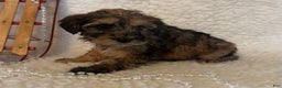 Whoodle dogs for sale:  Calico - Ad 4