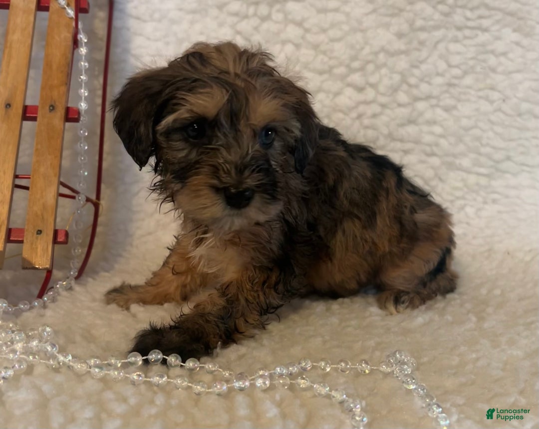 Whoodle dogs for sale:  Calico - Ad 4