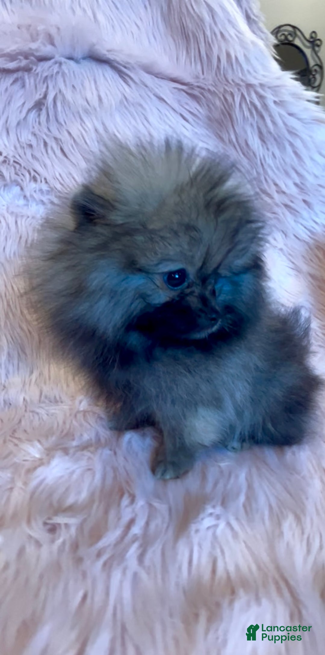 Pomeranian dogs for sale: Penny AKC Registered FULL RIGHTS - Ad 15